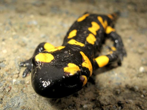 salamandra.jpg