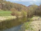 Kliknij by wej¶æ ropucha_szara_10_t1.jpg