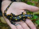 salamandra_plamista2_t1.jpg