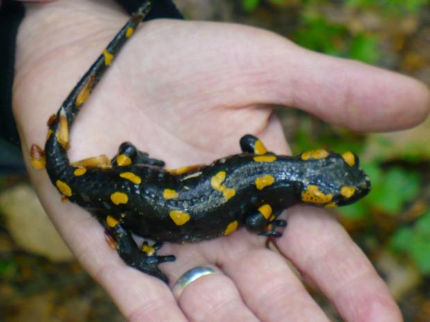 salamandra_plamista2.jpg